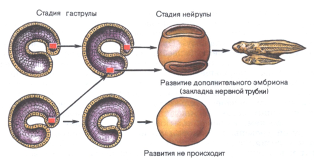 Рис.2. Взаимодействие частей развивающегося зародыша (схема пересадки участка эктодермы).