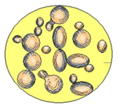 Рис. 6. Дрожжи под микроскопом