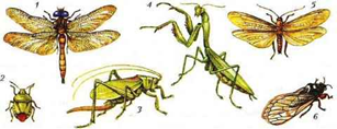 Рис.3. Представители отрядов насекомых с неполным превращением: 1 — стрекоза; 2 — клоп: 3 — кузнечик; 4 — богомол; 5 — веснянка; 6 — цикада.