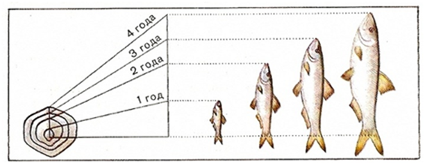 Рис. 4. Определение возраста рыбы по годовым кольцам на чешуе