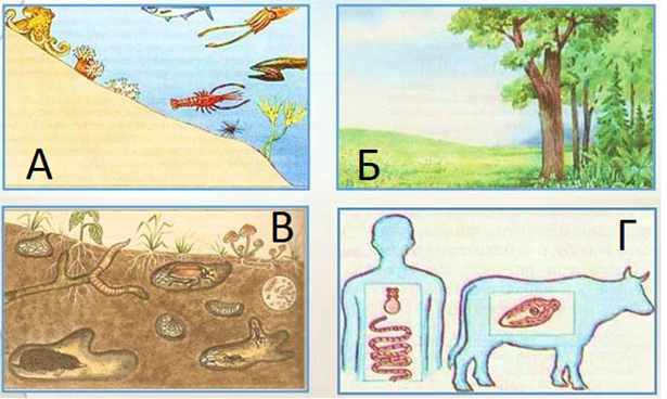 Рис.1. Среды обитания живых организмов: А – водная, Б – наземно-воздушная, В – почвенная, Г – организменная
