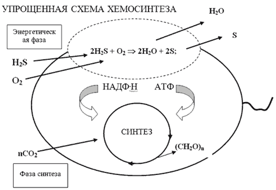 Рис. 4. Упрощенная схема хемосинтеза