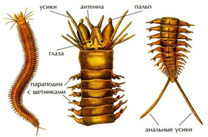 Рис. 4. Внешнее строение многощетинковых червей