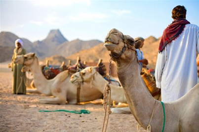 Рис. 2. Бедуины Аравийского полуострова и их «корабли пустыни»