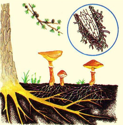 Рис.3. Микориза - симбиоз гриба и дерева