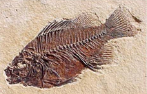 Рис. 2. Окаменелый скелет древней живородящей рыбы