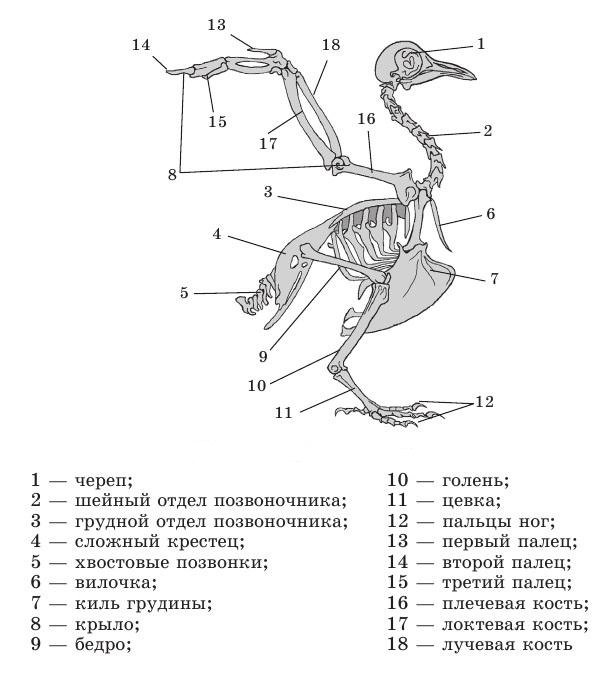 Рис. 5. Скелет птицы