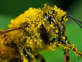 Рис. 3. Пыльца на пчеле