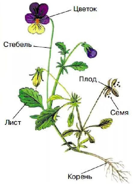 Рис. 1. Органы растения