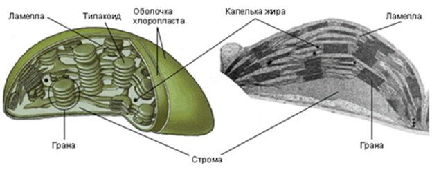 Рис.8. Хлоропласты: а - схема, б - электронная микрофотография.
