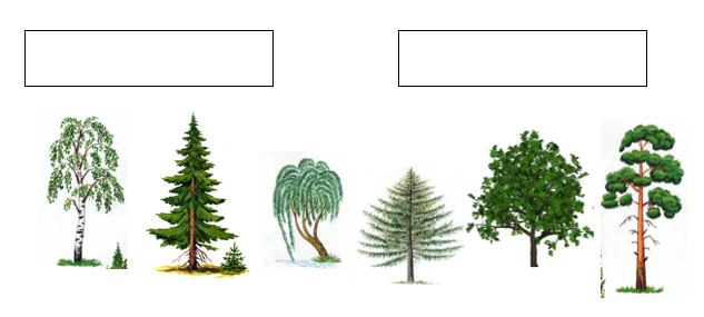 Распределите линиями деревья в две группы