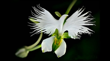 Рис.2. Цветок орхидеи