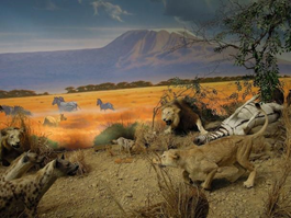 Рис. 4. Пример хищничества и конкуренции: львы и гиены после охоты на зебру