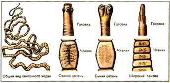 Рис. 3. Внешнее строение и органы прикрепления ленточных червей