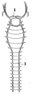 Рис. 5. Нервная система лестничного типа. 1 – надглоточный нервный узел, 3 – брюшная нервная цепочка