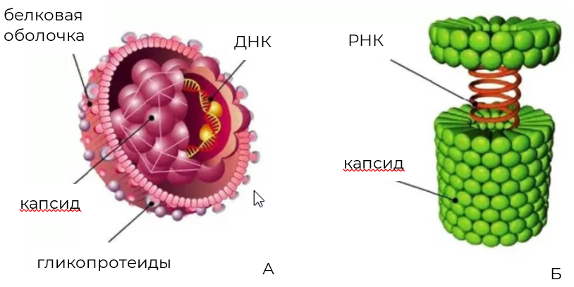 Рис.1. Строение вируса: А - сложный вирус; Б - простой вирус.