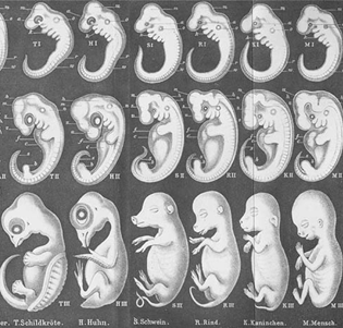 Рис. 8. Сравнение эмбриогенеза рептилии, птицы, млекопитающих и человека (слева направо) 