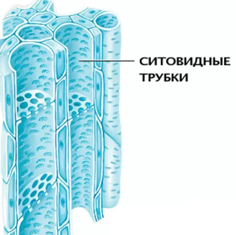 Рис.4 Ситовидные трубки