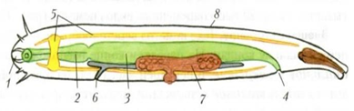 Рис. 2. Внутреннее строение круглого червя - аскариды