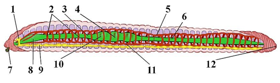 Рис. 4. Внутреннее строение кольчатых червей (продольный разрез)