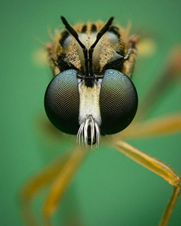 Рис. 6. Фасеточные глаза комара