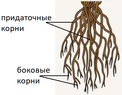 Рис.4. Мочковатая корневая система