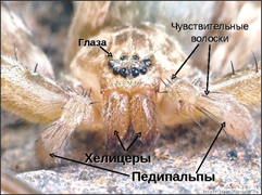 Рис. 2. Строение переднего отдела тела паука