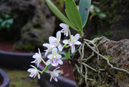 Рис.7. Орхидея