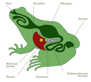 Рис. 4. Пищеварительная система лягушки