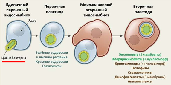 Рис. 8. Модель симбиогенеза