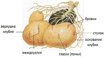 Рис.8. Строение клубня картофеля