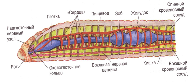 Рис. 3. Внутреннее строение кольчатых червей (продольный разрез)
