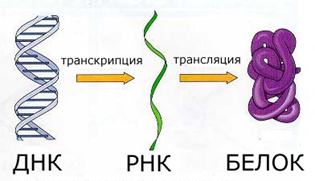 Рис.2. Стадии биосинтеза белка