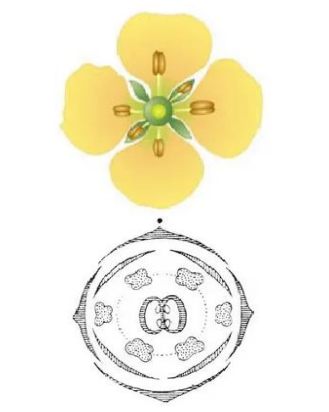 Рис.2. Диаграмма цветка сем. Крестоцветные