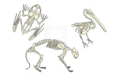 Рис. 3. Скелет земноводного, птицы, млекопитающих