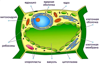 Рис.1. Растительная клетка