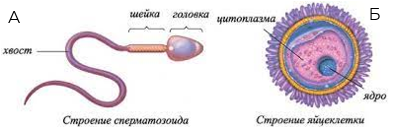 Рис.1. Строение половых клеток животных: А - Сперматозоид; Б - Яйцеклетка