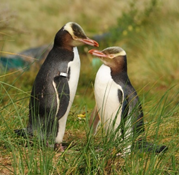 Рис.5. Самец и самка пингвина великолепного