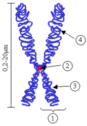 Рис.7. Схема строения хромосомы в метафазе митоза. 1 − хроматида; 2 − центромера; 3 − короткое плечо; 4 − длинное плечо.