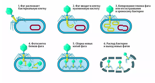 Рис.5. Цикл развития бактериофага