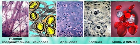 Рис.2.Типы соединительных тканей в организме человека