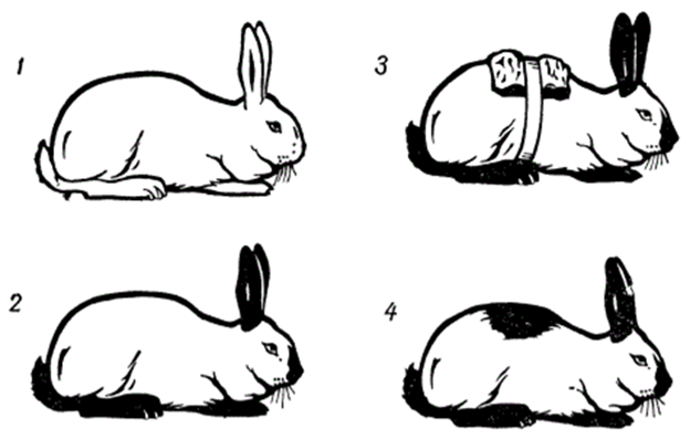 Рис.3. Фенотипическое изменение окраски шерсти гималайского кролика под влиянием различных температур: 1 - кролик, выращенный с момента рождений при температуре свыше 30 °С; 2 - кролик, выращенный в нормальных условиях; 3 - кролик, у которого на спине выщипана шерсть и на это место привязан пузырь со льдом; 4 - тот же кролик после отрастания шерсти на выщипанном месте.