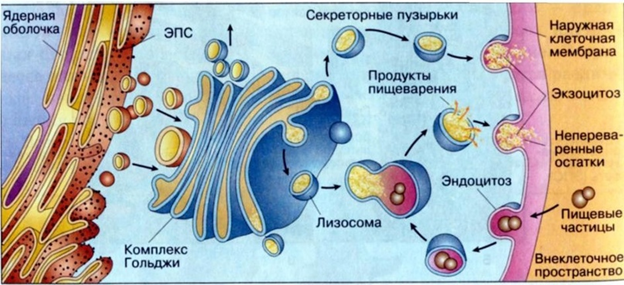 Рис.5. Связь одномембранных органоидов клетки.