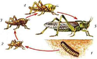 Рис.1. Схема развития насекомого с неполным превращением: 1 — кубышка с яйцами; 2,3,4 — разные стадии развития личинок; 5 — взрослое насекомое