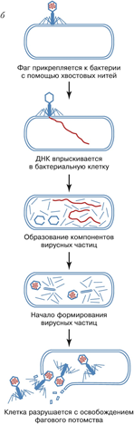 Рис.3. Размножение ДНК-содержащего вируса (бактериофаг).