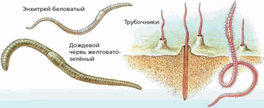 Рис. 1. Представители класса Малощетинковые черви