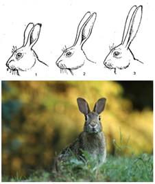 Рис. 6. Размер ушей зайца-русака