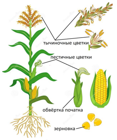 Рис.4. Строение растения кукурузы