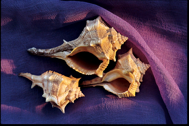 Рис. 4. Пурпурная ткань и моллюск, из которого добывали краску