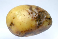 Рис. 8. Фитофтора на клубнях картофеля